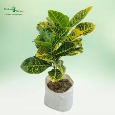 aglonema 7 mix kokl