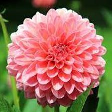 Dhalia 5