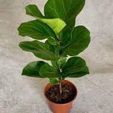 Fiddle Leaf Fig pot 14