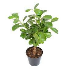dracena choco 8