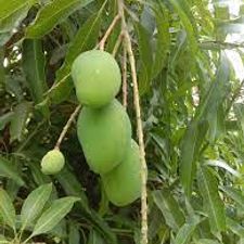 mango other varty