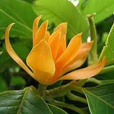 Michelia (Son Champa)11