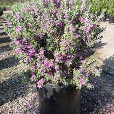 Nikotia 14 pot