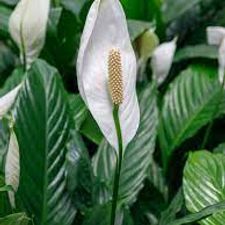 Peace Lilly 8