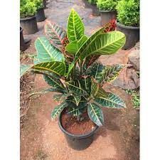Croton banglore 5