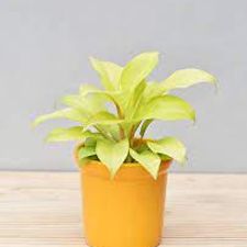 Philodendron Yellow 8