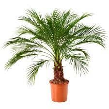 Phonix Palm 5