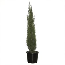 pencil pine 12