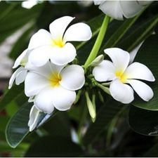 champa white 5