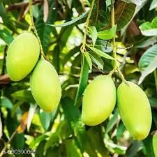 mango alltime 10