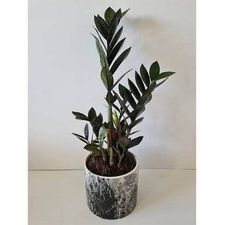 zamia black 5