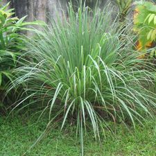 yucca glauca 5 INCH