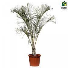 triangle palm 10