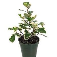 Triangular ficus 13x13