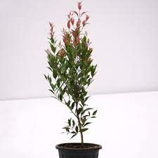 Syzygium big mother