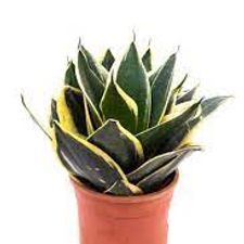 snake plant dwarf  5