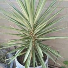 silver yucca 5