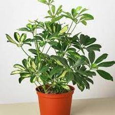 scheflera varigata 7