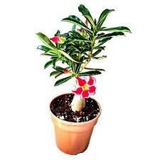 Adenium 7 Ordnary