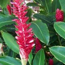 ALPINIA COLOUR 6