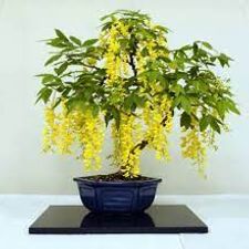 Amaltas 5'