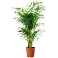 Arica Palm 10 kolkata