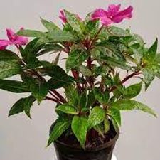 Balsam plant