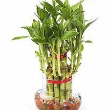 lucky bamboo 2lyar with bowl