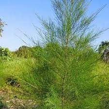 Casuarina Equisetilfelia 2 feet