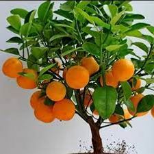 China Orange 7