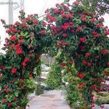 Clerodendron splendis