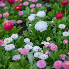 Daisy flower plant