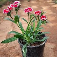 Dhanthus Flower in Poly Bag