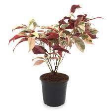 Excoria Variegata 5