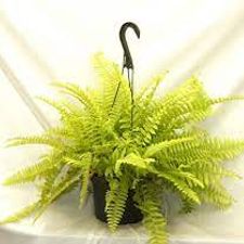 Fern Golden 5
