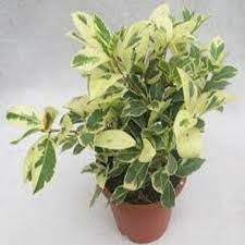 Ficus Safari 10