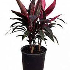 Dracena Mahatma