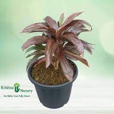 Dracena Rosea 5 inch