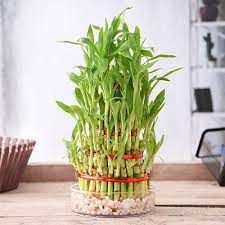 Dracena lucky babmoo