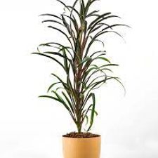 Dracena narrow leaves