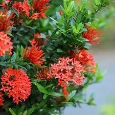 Ixora Chaineese 7