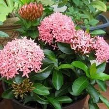 Ixora Pink 7 kolkata