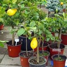 Kachi Nimbu 7 inch
