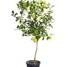 Kagjii Nimbu 5 inch