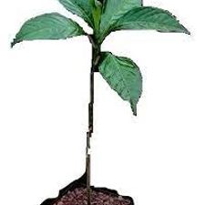KalpVriksha plant 7