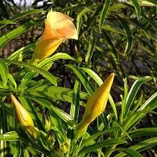 Kanner Yellow