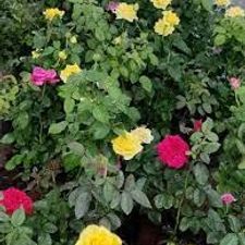 rose creeper 6 pot