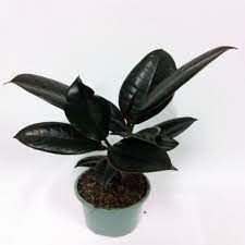 Rubber Plant Black pune  6