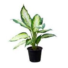 Dieffenbachia Tropic 10