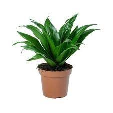 Dracena Compacta 7 pot